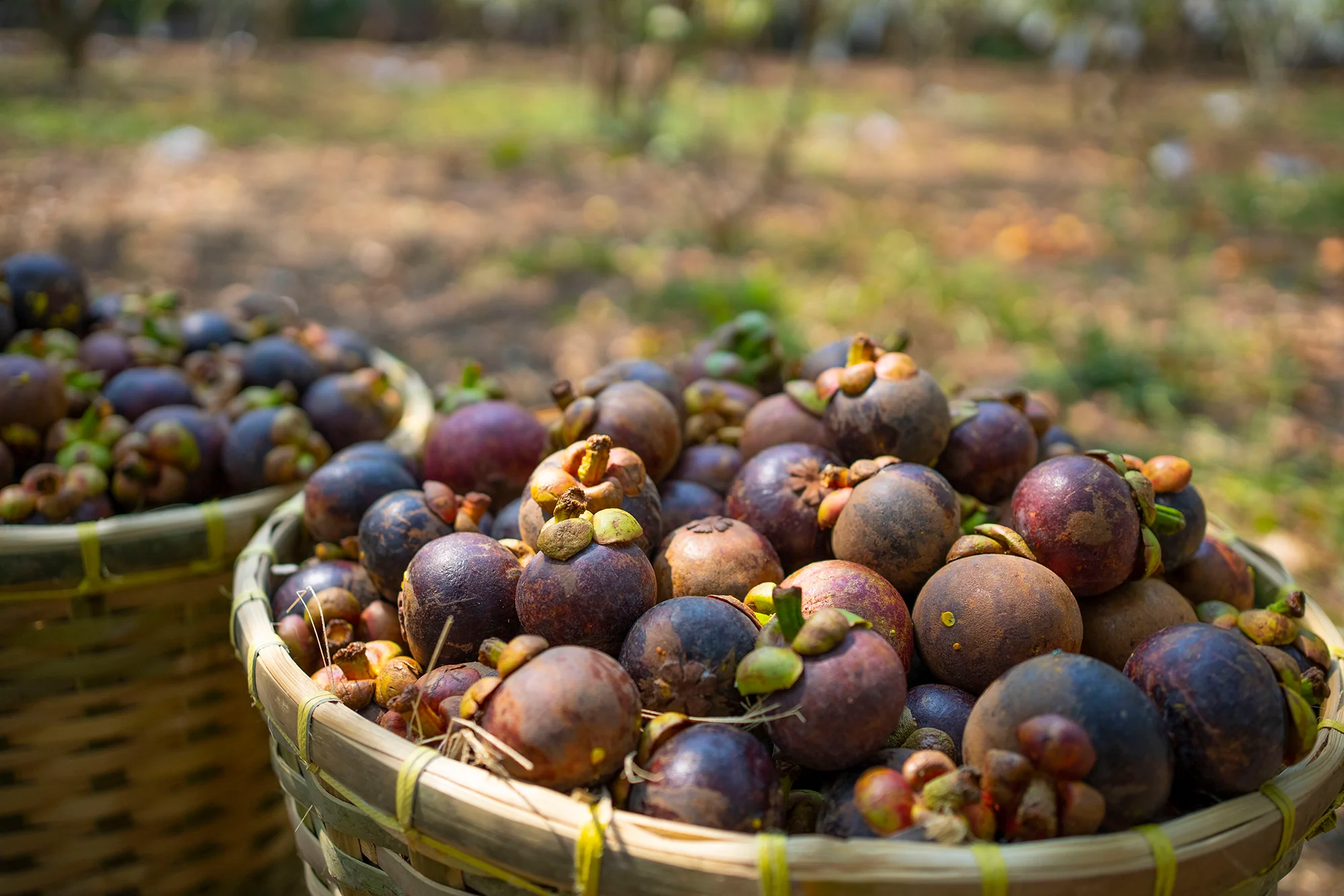 mangosteen benefits for skin
